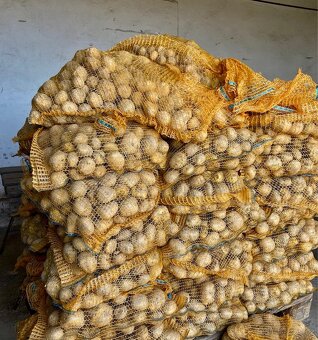 PRODÁME BRAMBORY, konzumní, krmné. - 5