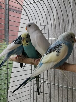 Andulka, Agapornis - 5