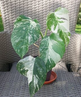 Monstera albo variegata - 5
