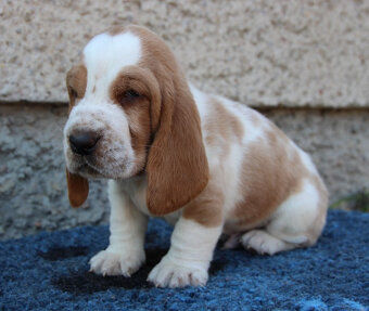 Basset hound - štěňátka s PP po importovaných rodičích - 5
