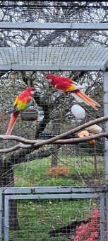 Rozela pestrá Zlatá Modrá - 5