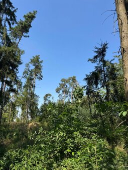 Prodej lesních pozemků v k.ú. Bolehošť - 5