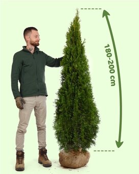 Thuje Thuja Smaragd - rozvoz po celé ČR - 5