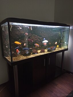 Akvárium Diversa 450 L Malawi - 5