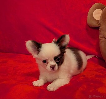 Čivava dlouhosrstá s PP- pejsci a fenky - 5