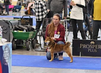 Nabídka kryti- Shiba inu s FCI PP - 5