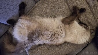 Hledám kocoura Ragdoll ke krytí - 5