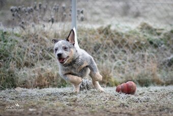 Australský honácký pes - s PP - 5