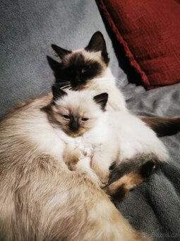 Ragdoll koťátka bez PP - 5