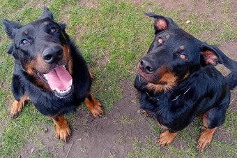 Beauceron štěňata s PP (boseron) – k odběru - 5