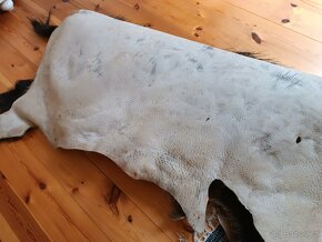 Divoký prase(kůže). - 5