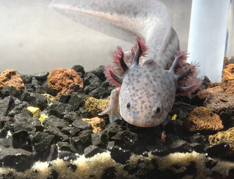 Axolotl od chovatele - axolotly.cz - 5