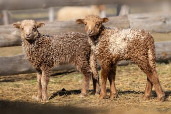 Cápova ovce - ovečky a beránci Hortobagy racka sheep - 5