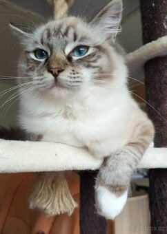 Kocourek seal mitted lynx ragdoll s PP - 5