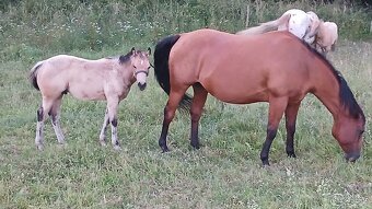 Nabízím kobylku QH s PP - 5