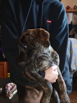 Štenata kříženci - 5