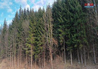 Prodej lesa, 4785 m², Vsetín - 5
