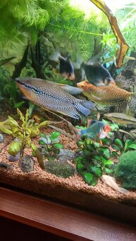 Akvarijní rybičky - 5