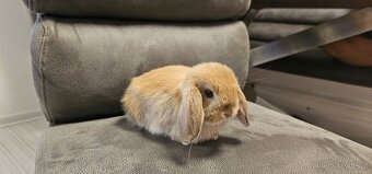 Minilop - ❤️zakrslí beránci❤️ - 5