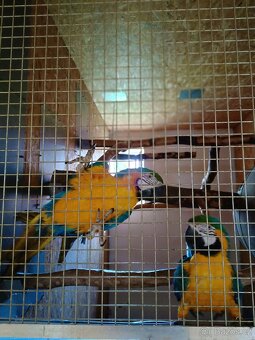 Ara Ararauna 1,1 - 5