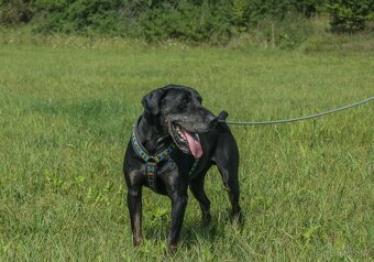 Louisiánský leopardí pes s PP - 5
