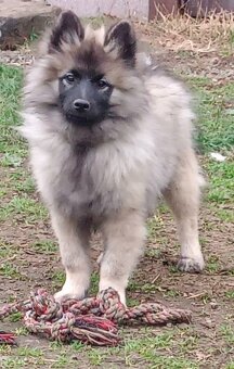 Německý špic vlčí prodám štěňata s PP - hlídač a společník - 5