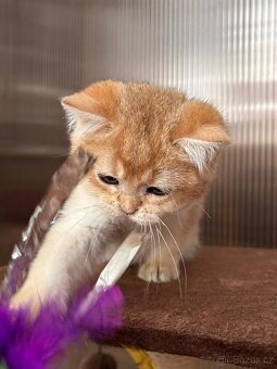 Zlata cincila, britsky kluk s PP-BRI ny11, k odbery hned - 5