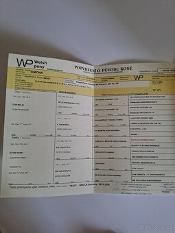 Prodám WPBR kobylku - 5