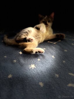 Koťátko Andělka hledá nový domov 🐾 - 5