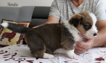 Welsh corgi cardigan - 5