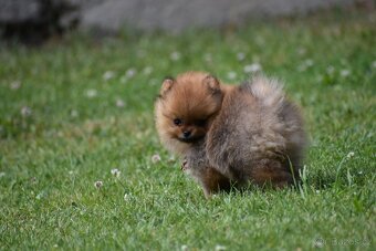 Pomeranian / Německý špic trpasličí s PP - 5