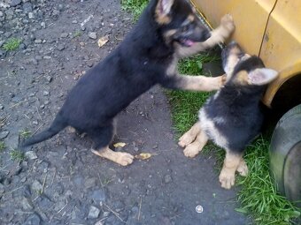 Německý ovčák  štěňata - 5