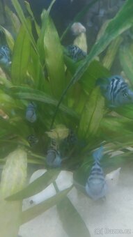 Cichlidy papoušči Blue - 5