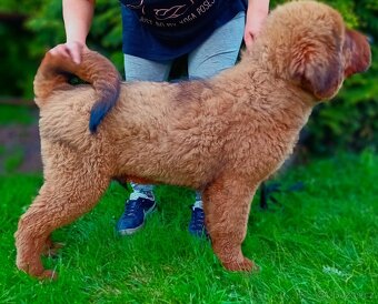 Tibetská doga štěňátka s průkazem původu - 5