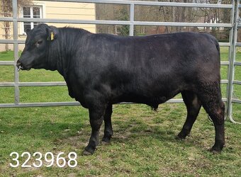 Plemenný býk Aberdeen Angus - vakcinovaný na Bluetongue - 5