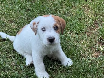 Jack Russell teriér s PP - 5