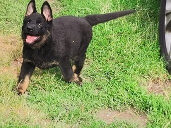 Německý ovčák stěňatka - 5