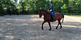 Valach na rekreaci slovensky športový pony 150vkh - 5