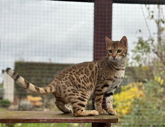 Bengálská kočka s PP - 5