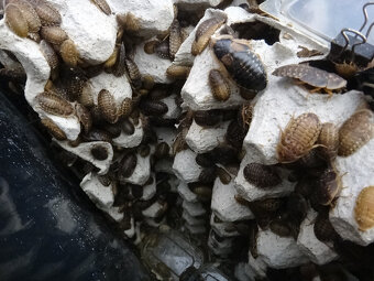Šváb argentinský Blaptica dubia 2,95 Kč a levněji i zdarma - 5