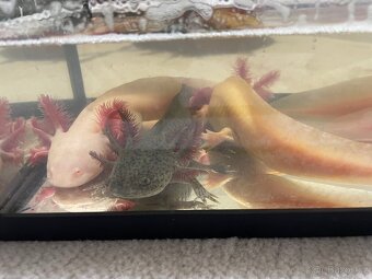 Axolotl - 5