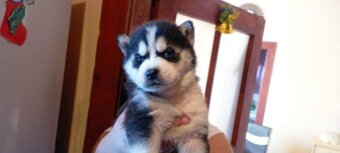 Sibírsky husky ❤️❤️ šteniatka ❤️❤️❤️ - 5