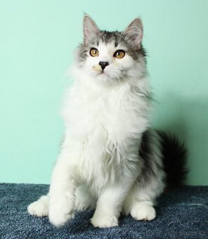 Sibiřská kočka - 5