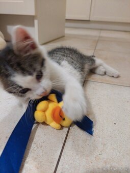 Darujeme kocourka - 5