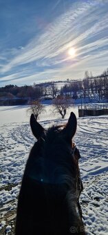 Pronájem koně na rekreaci - 5