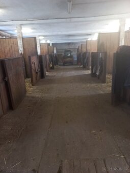 Hledám stajnika - 5