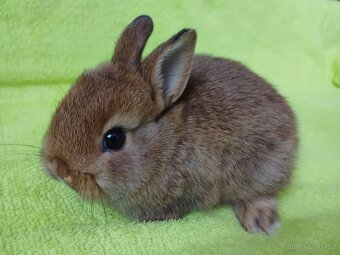 Zakrslý králíček - 5