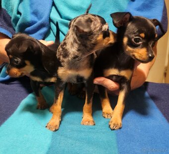 Pražský krysařik - 5