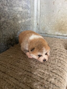 Akita inu štenátka - 5