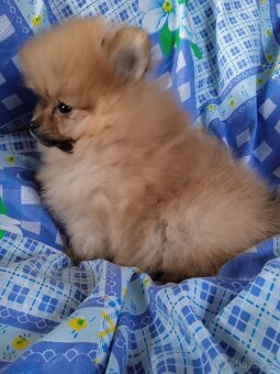 Pomeranian bez PP - štěně fenečka - 5